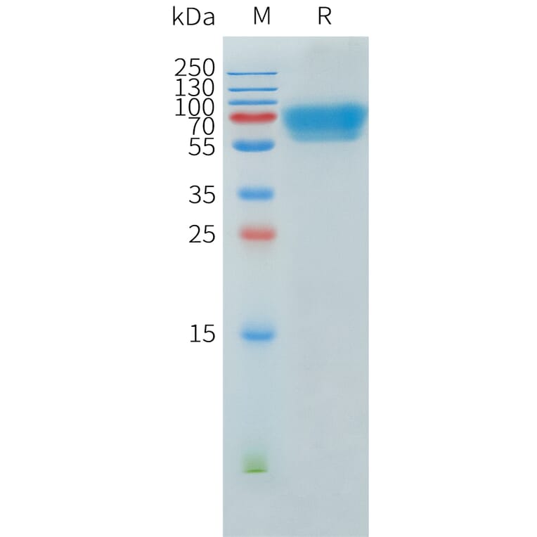 SDS-PAGE - Recombinant Human ACVR2B Protein (C-terminal hFc Tag) (A332904) - Antibodies.com