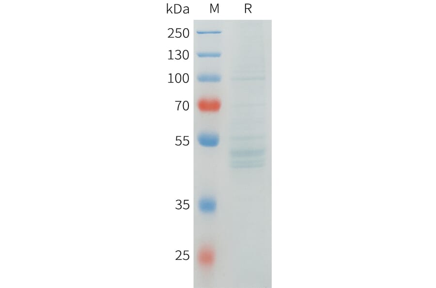 SDS-PAGE - Recombinant Human RNF133 Protein (C-terminal hFc Tag) (A332905) - Antibodies.com