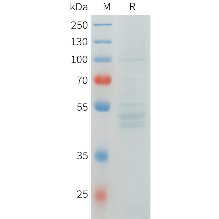 SDS-PAGE - Recombinant Human RNF133 Protein (C-terminal hFc Tag) (A332905) - Antibodies.com