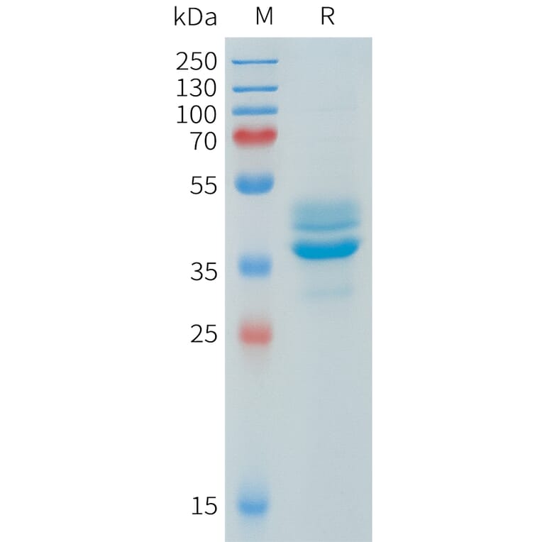 SDS-PAGE - Recombinant Human AKT1 Protein (N-terminal hFc Tag) (A332906) - Antibodies.com