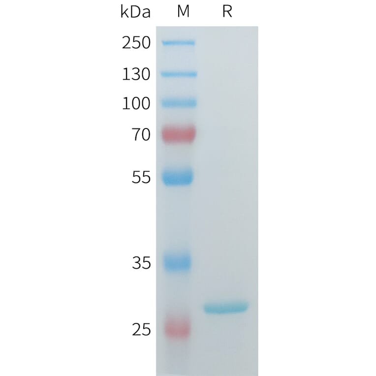 SDS-PAGE - Recombinant Human ERAB Protein (C-terminal 3xFlag Tag) (A332907) - Antibodies.com