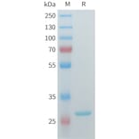 SDS-PAGE - Recombinant Human ERAB Protein (C-terminal 3xFlag Tag) (A332907) - Antibodies.com