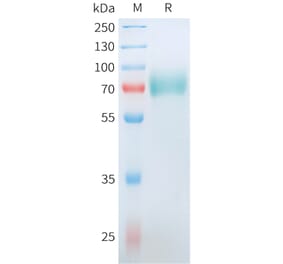 SDS-PAGE - Recombinant Human CD19 Protein (C-terminal hFc Tag) (A332910) - Antibodies.com