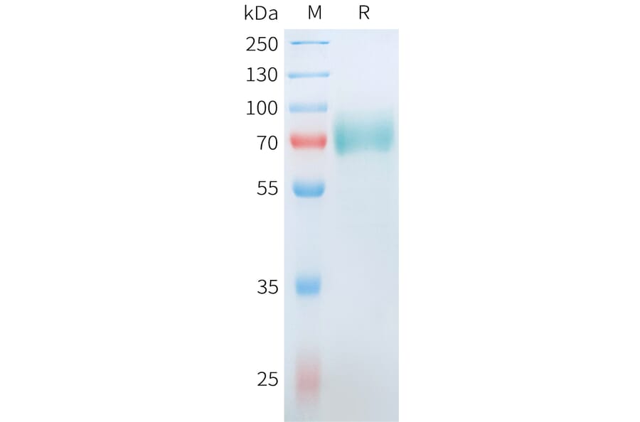 SDS-PAGE - Recombinant Human CD19 Protein (C-terminal hFc Tag) (A332910) - Antibodies.com
