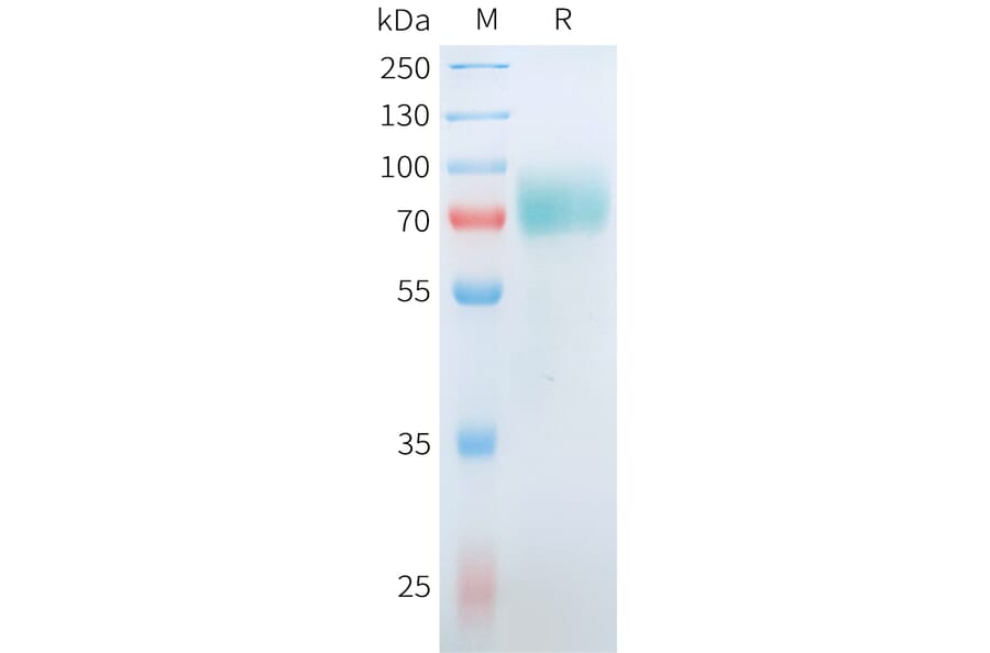 SDS-PAGE - Recombinant Human CD19 Protein (C-terminal hFc Tag) (A332911) - Antibodies.com