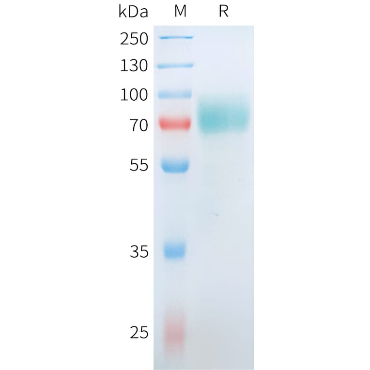 SDS-PAGE - Recombinant Human CD19 Protein (C-terminal hFc Tag) (A332911) - Antibodies.com