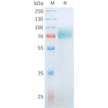 SDS-PAGE - Recombinant Human CD19 Protein (C-terminal hFc Tag) (A332911) - Antibodies.com