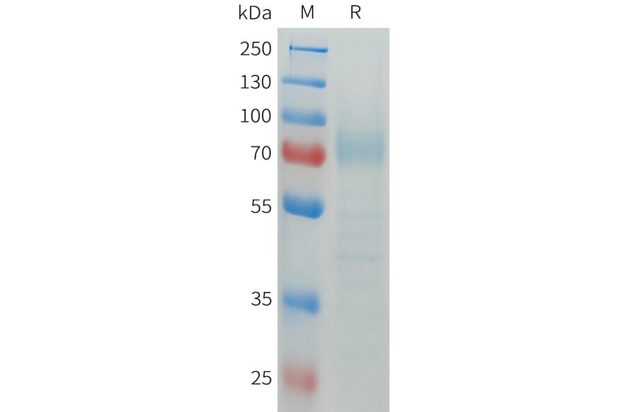 SDS-PAGE - Recombinant Human CD64 Protein (C-terminal hFc Tag) (A332913) - Antibodies.com