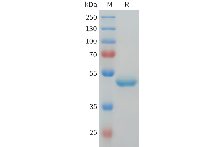 SDS-PAGE - Recombinant Human G-CSF Protein (C-terminal hFc Tag) (A332914) - Antibodies.com