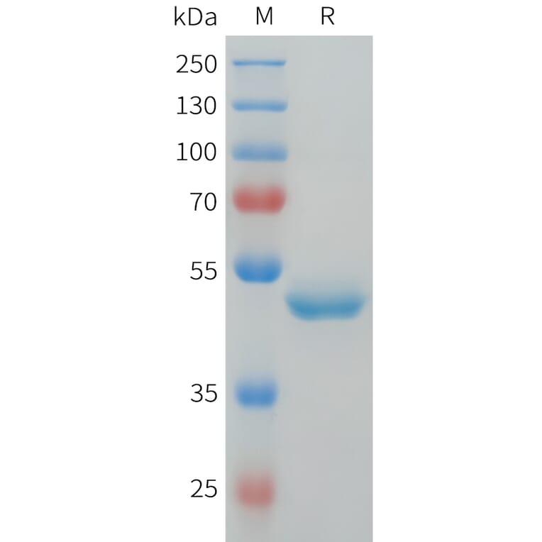 SDS-PAGE - Recombinant Human G-CSF Protein (C-terminal hFc Tag) (A332914) - Antibodies.com