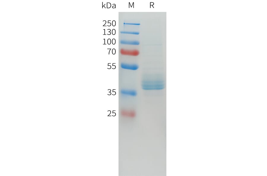 SDS-PAGE - Recombinant Human LI Cadherin Protein (C-terminal hFc Tag) (A332915) - Antibodies.com