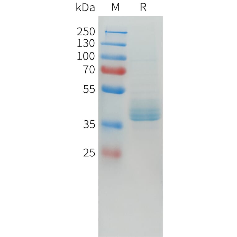 SDS-PAGE - Recombinant Human LI Cadherin Protein (C-terminal hFc Tag) (A332915) - Antibodies.com