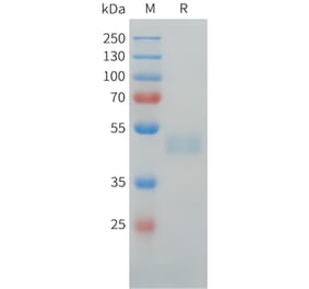 SDS-PAGE - Recombinant Human LI Cadherin Protein (C-terminal hFc Tag) (A332916) - Antibodies.com