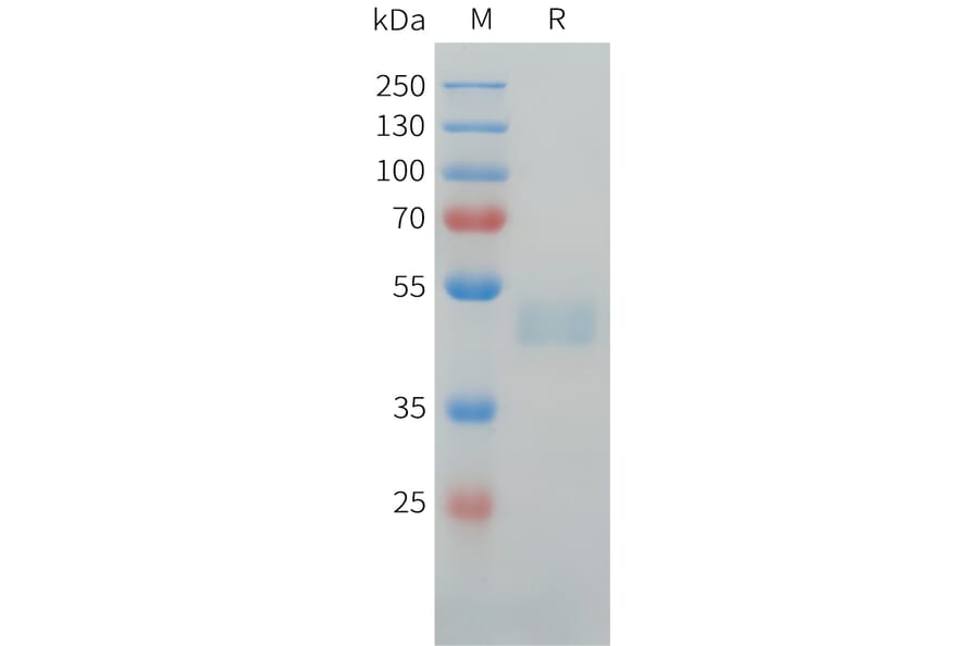 SDS-PAGE - Recombinant Human LI Cadherin Protein (C-terminal hFc Tag) (A332916) - Antibodies.com