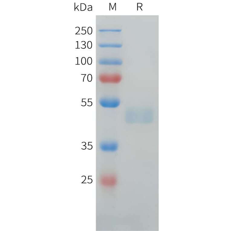 SDS-PAGE - Recombinant Human LI Cadherin Protein (C-terminal hFc Tag) (A332916) - Antibodies.com