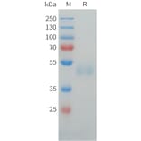SDS-PAGE - Recombinant Human LI Cadherin Protein (C-terminal hFc Tag) (A332916) - Antibodies.com