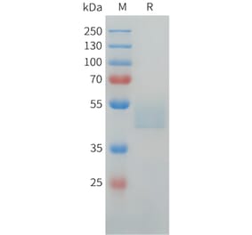 SDS-PAGE - Recombinant Human LI Cadherin Protein (C-terminal hFc Tag) (A332917) - Antibodies.com