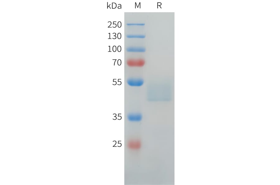 SDS-PAGE - Recombinant Human LI Cadherin Protein (C-terminal hFc Tag) (A332917) - Antibodies.com
