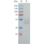 SDS-PAGE - Recombinant Human LI Cadherin Protein (C-terminal hFc Tag) (A332917) - Antibodies.com