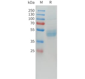 SDS-PAGE - Recombinant Human LI Cadherin Protein (C-terminal hFc Tag) (A332918) - Antibodies.com