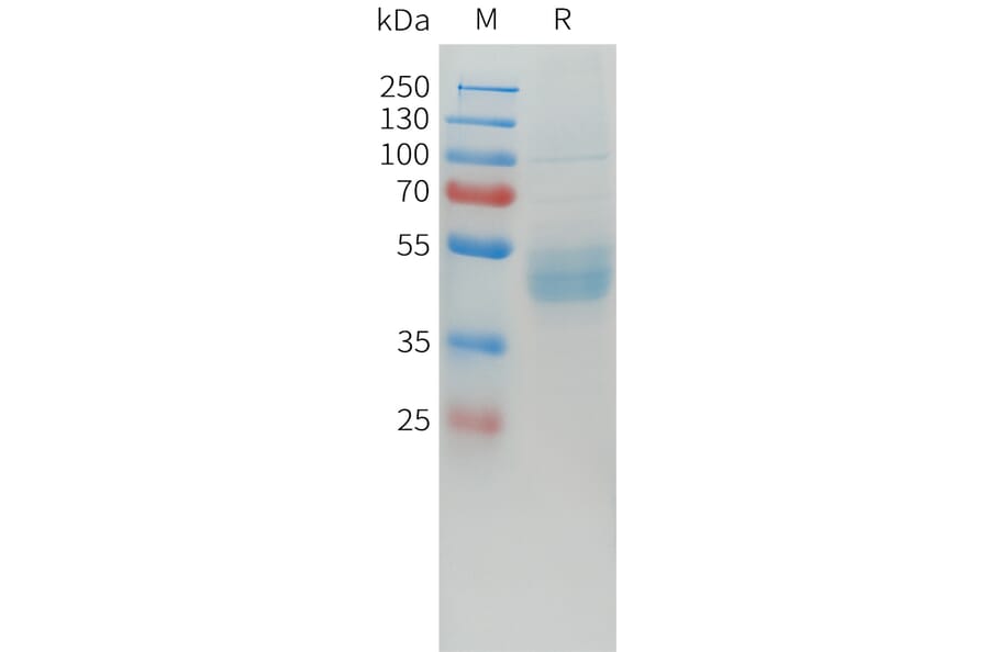 SDS-PAGE - Recombinant Human LI Cadherin Protein (C-terminal hFc Tag) (A332918) - Antibodies.com
