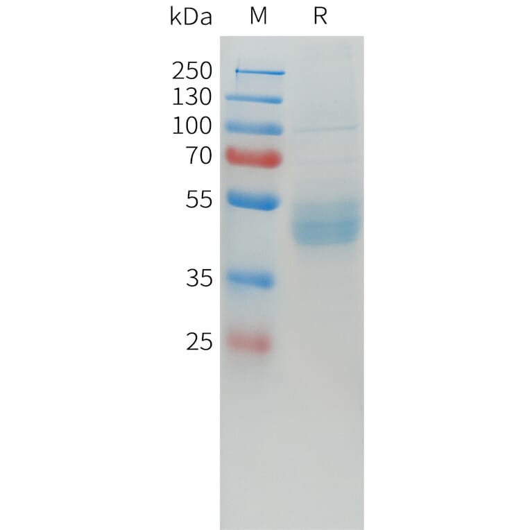 SDS-PAGE - Recombinant Human LI Cadherin Protein (C-terminal hFc Tag) (A332918) - Antibodies.com