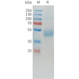 SDS-PAGE - Recombinant Human LI Cadherin Protein (C-terminal hFc Tag) (A332918) - Antibodies.com