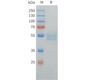 SDS-PAGE - Recombinant Human LI Cadherin Protein (C-terminal hFc Tag) (A332919) - Antibodies.com