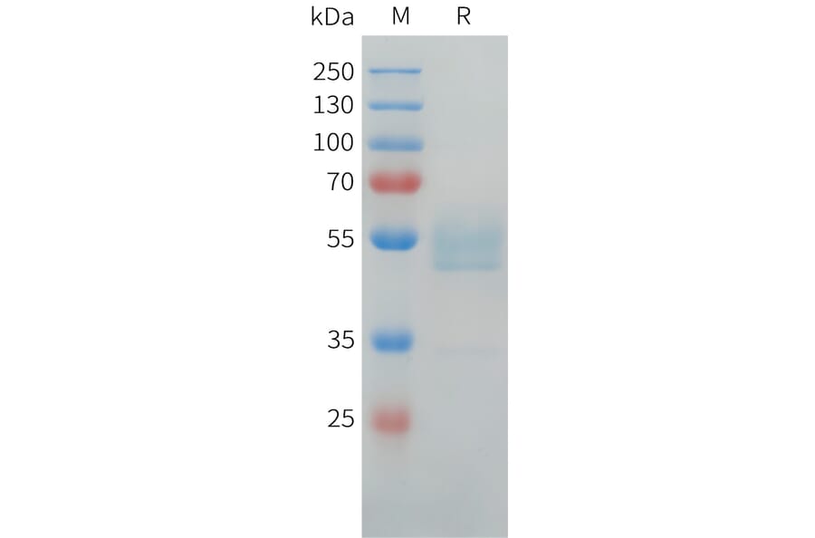 SDS-PAGE - Recombinant Human LI Cadherin Protein (C-terminal hFc Tag) (A332919) - Antibodies.com