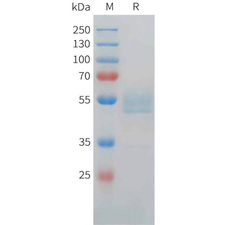 SDS-PAGE - Recombinant Human LI Cadherin Protein (C-terminal hFc Tag) (A332919) - Antibodies.com