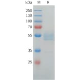 SDS-PAGE - Recombinant Human LI Cadherin Protein (C-terminal hFc Tag) (A332919) - Antibodies.com