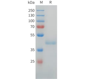SDS-PAGE - Recombinant Human LI Cadherin Protein (C-terminal hFc Tag) (A332920) - Antibodies.com