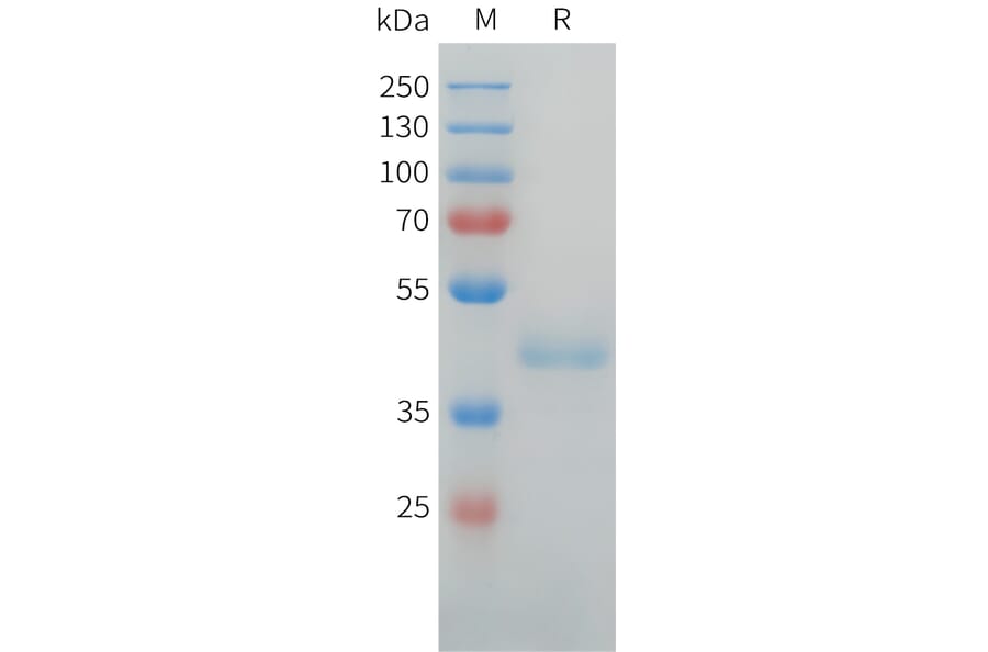 SDS-PAGE - Recombinant Human LI Cadherin Protein (C-terminal hFc Tag) (A332920) - Antibodies.com