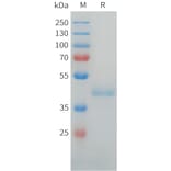 SDS-PAGE - Recombinant Human LI Cadherin Protein (C-terminal hFc Tag) (A332920) - Antibodies.com