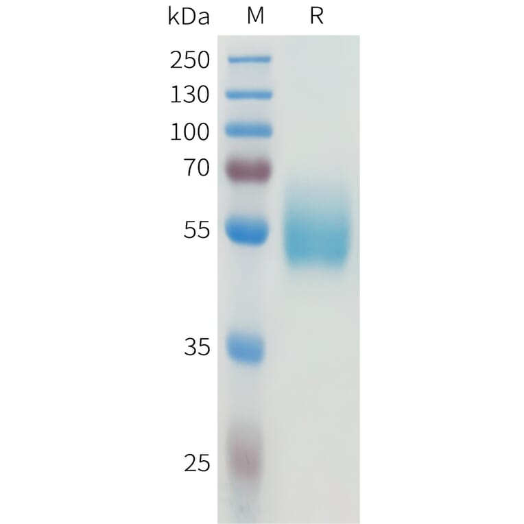 SDS-PAGE - Recombinant Human CEA Protein (C-terminal hFc Tag) (A332925) - Antibodies.com