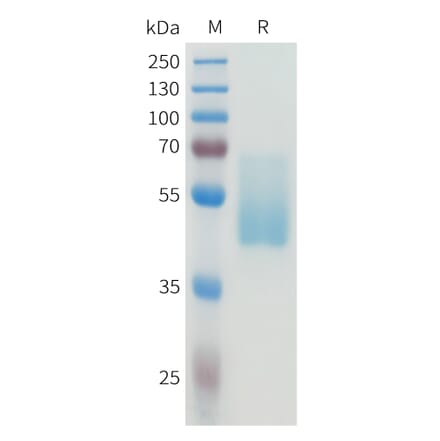 SDS-PAGE - Recombinant Human CEA Protein (C-terminal hFc Tag) (A332926) - Antibodies.com