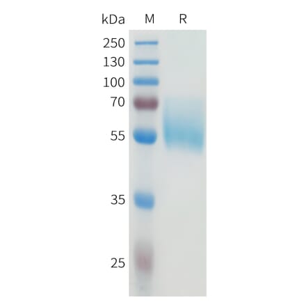 SDS-PAGE - Recombinant Human B7-H4 Protein (C-terminal hFc Tag) (A332929) - Antibodies.com