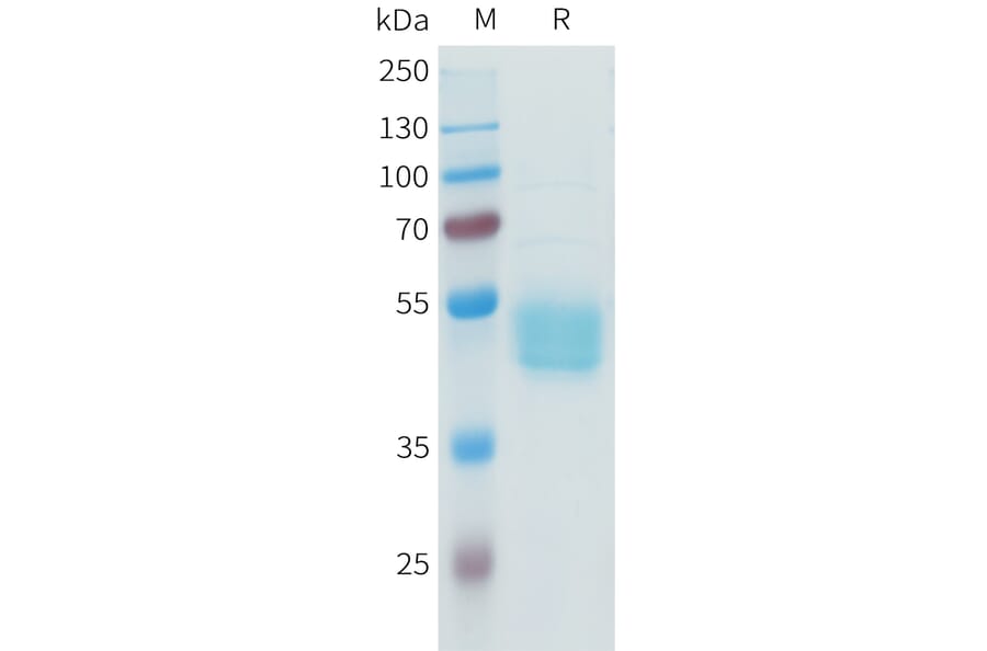 SDS-PAGE - Recombinant Human B7-H3 Protein (C-terminal hFc Tag) (A332941) - Antibodies.com