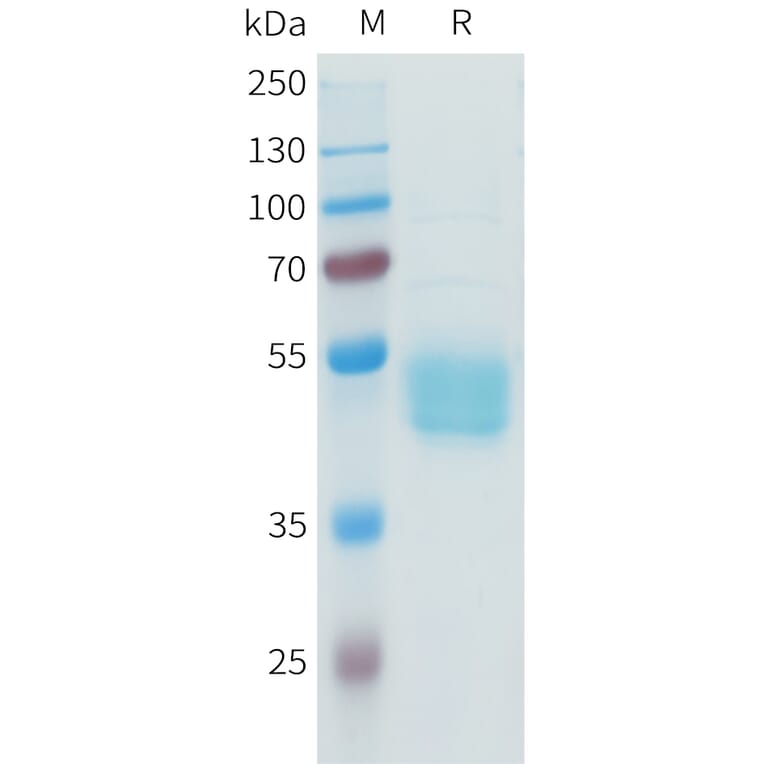 SDS-PAGE - Recombinant Human B7-H3 Protein (C-terminal hFc Tag) (A332941) - Antibodies.com