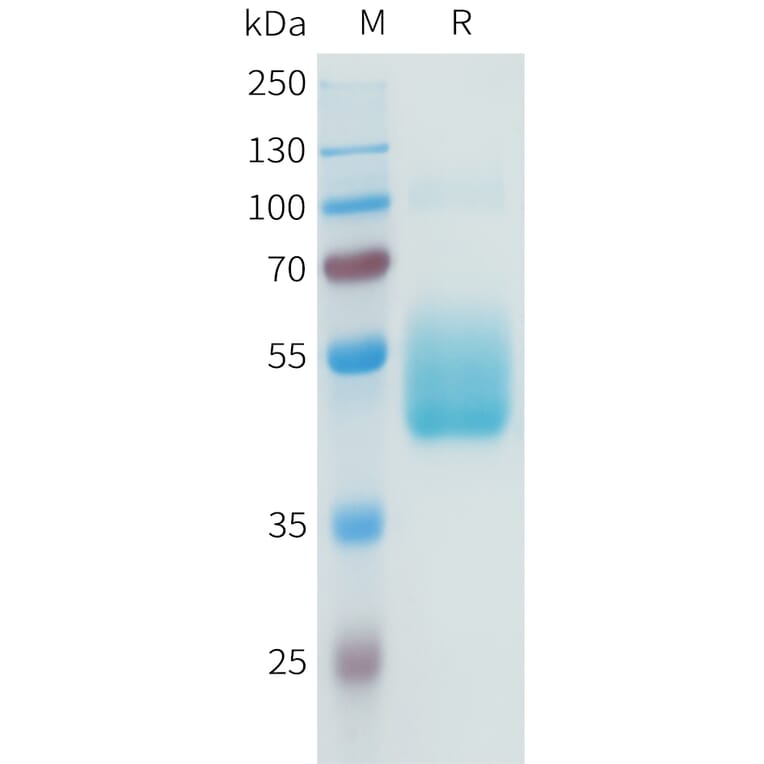 SDS-PAGE - Recombinant Human B7-H3 Protein (C-terminal hFc Tag) (A332942) - Antibodies.com