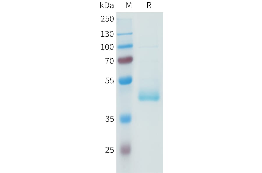 SDS-PAGE - Recombinant Human PD-L1 Protein (C-terminal hFc Tag) (A332943) - Antibodies.com