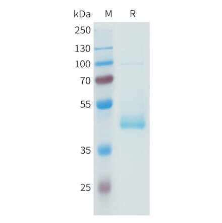 SDS-PAGE - Recombinant Human PD-L1 Protein (C-terminal hFc Tag) (A332943) - Antibodies.com