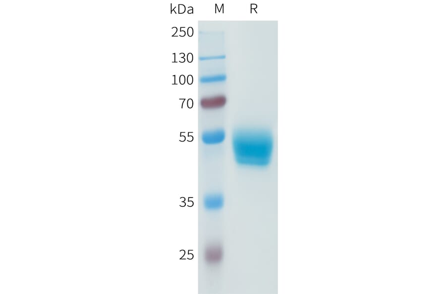 SDS-PAGE - Recombinant Human PD-L1 Protein (C-terminal hFc Tag) (A332944) - Antibodies.com