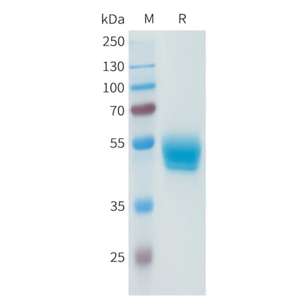 SDS-PAGE - Recombinant Human PD-L1 Protein (C-terminal hFc Tag) (A332944) - Antibodies.com