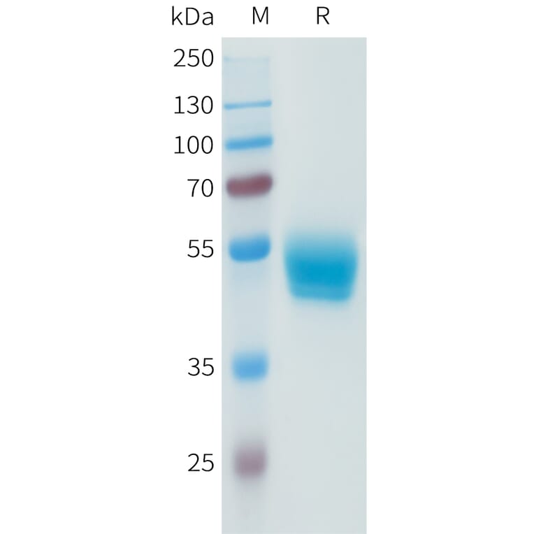 SDS-PAGE - Recombinant Human PD-L1 Protein (C-terminal hFc Tag) (A332944) - Antibodies.com