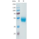 SDS-PAGE - Recombinant Human PD-L1 Protein (C-terminal hFc Tag) (A332944) - Antibodies.com