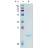 SDS-PAGE - Recombinant Human ApoA1 Protein (N-terminal 6xHis Tag) (A332951) - Antibodies.com