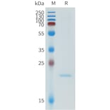 SDS-PAGE - Recombinant Human ApoA1 Protein (N-terminal 6xHis Tag) (A332952) - Antibodies.com