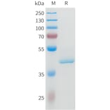 SDS-PAGE - Recombinant Human ApoA1 Protein (N-terminal 6xHis Tag) (A332953) - Antibodies.com