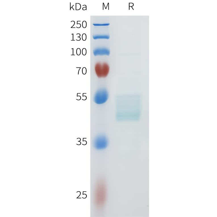 SDS-PAGE - Recombinant Human c-Kit Protein (C-terminal hFc Tag) (A332955) - Antibodies.com
